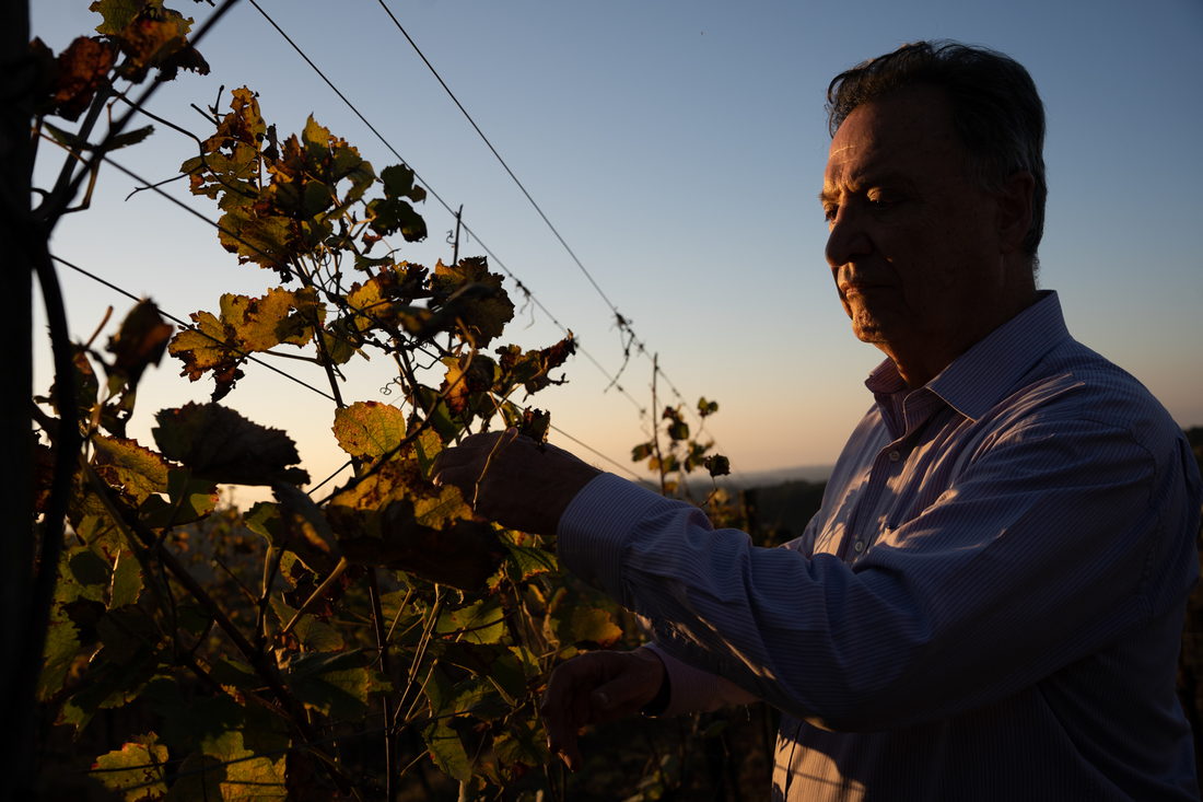 Parreira da Geisse ao entardecer
